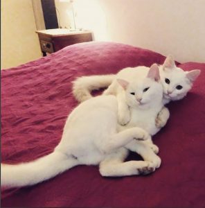 Hoy celebramos el Día Internacional del Gato 12 Sin título 12