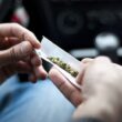 Cannabis scaled