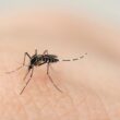 dengue 2 scaled
