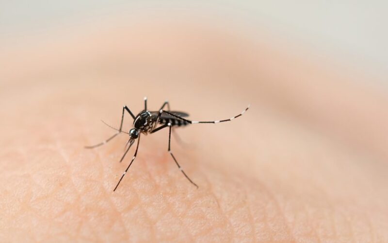dengue 2 scaled