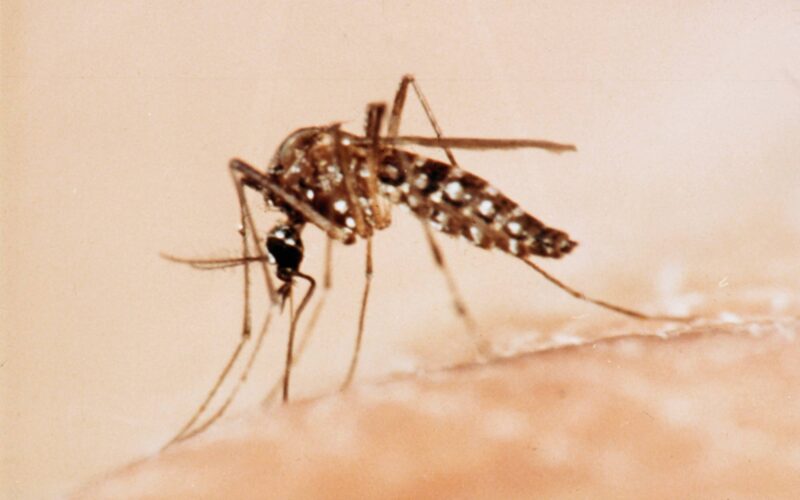 Dengue