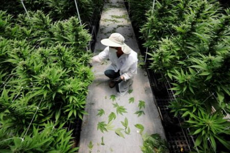 cannabis marihuana 2304303