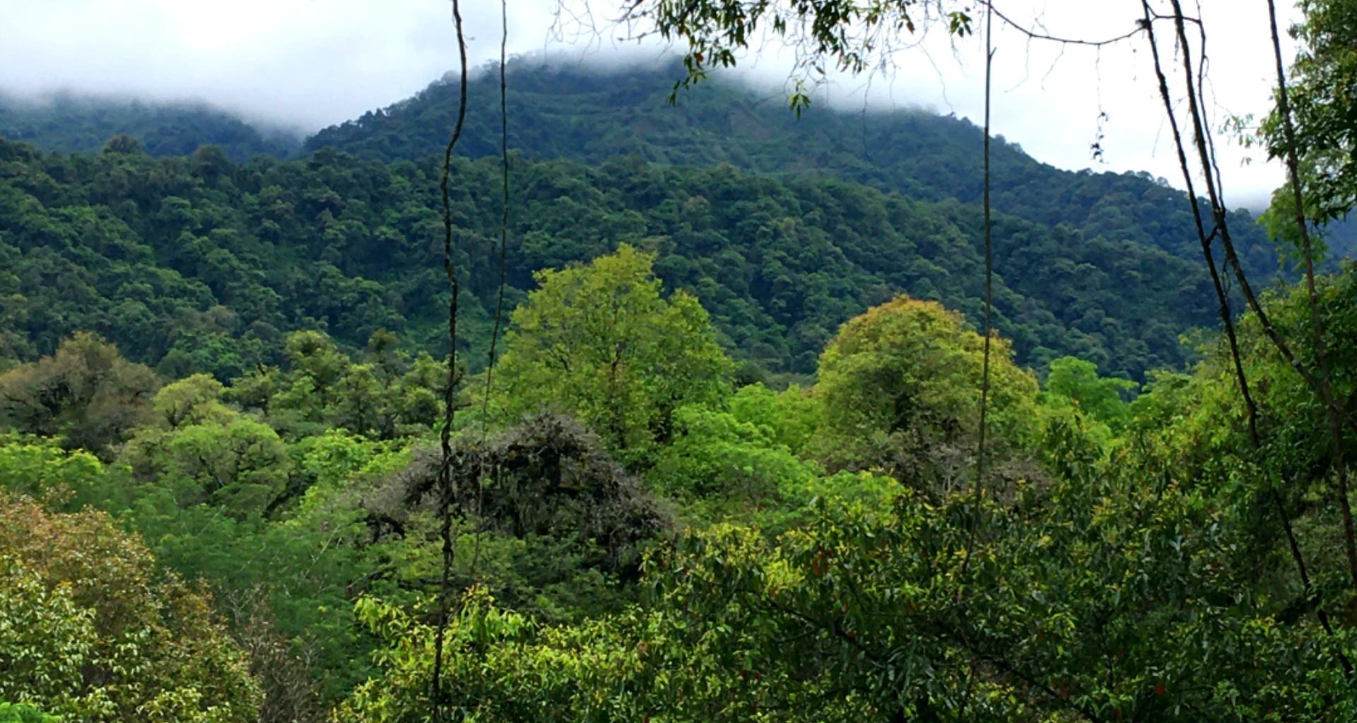 yungas australes