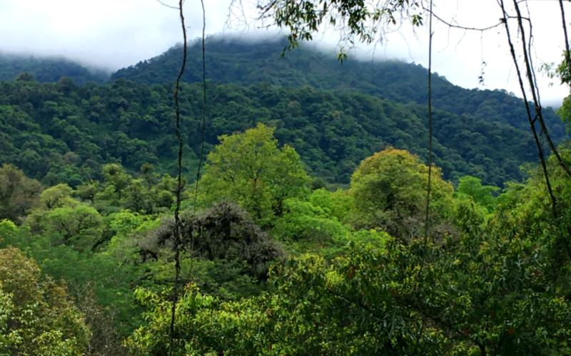 yungas australes