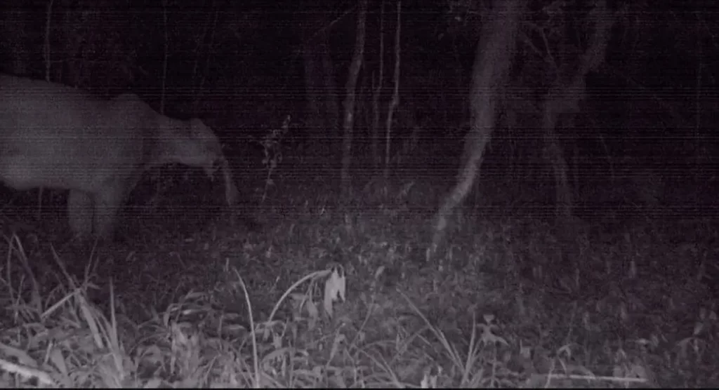 Puma en las yungas