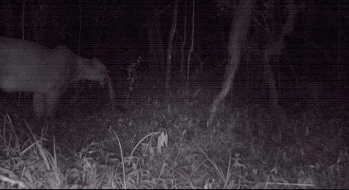 Puma en las yungas