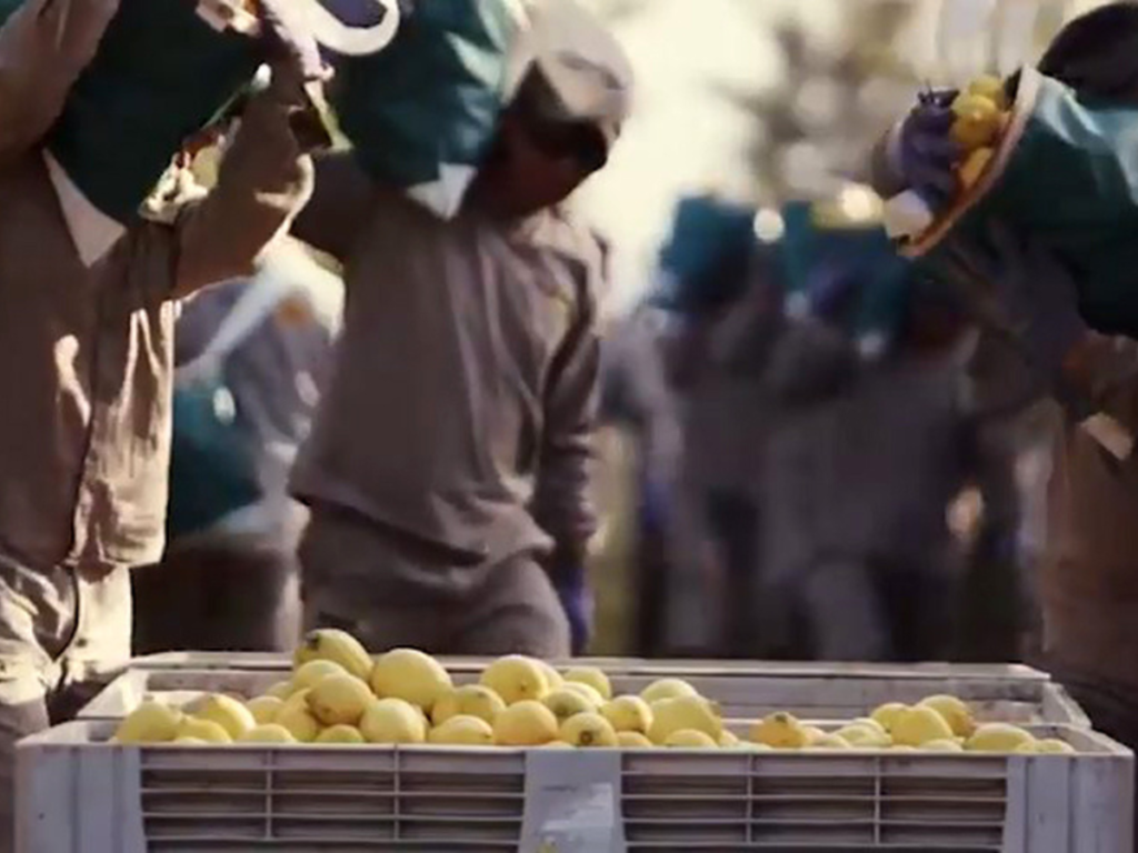 Cosecha del limón en Tucumán