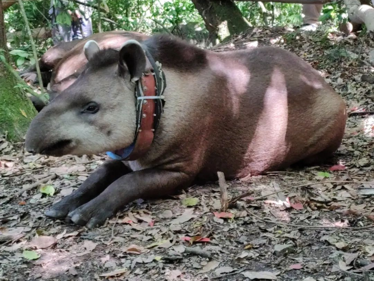 Tapir