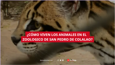 Zoologico de San Pedro de Colalao