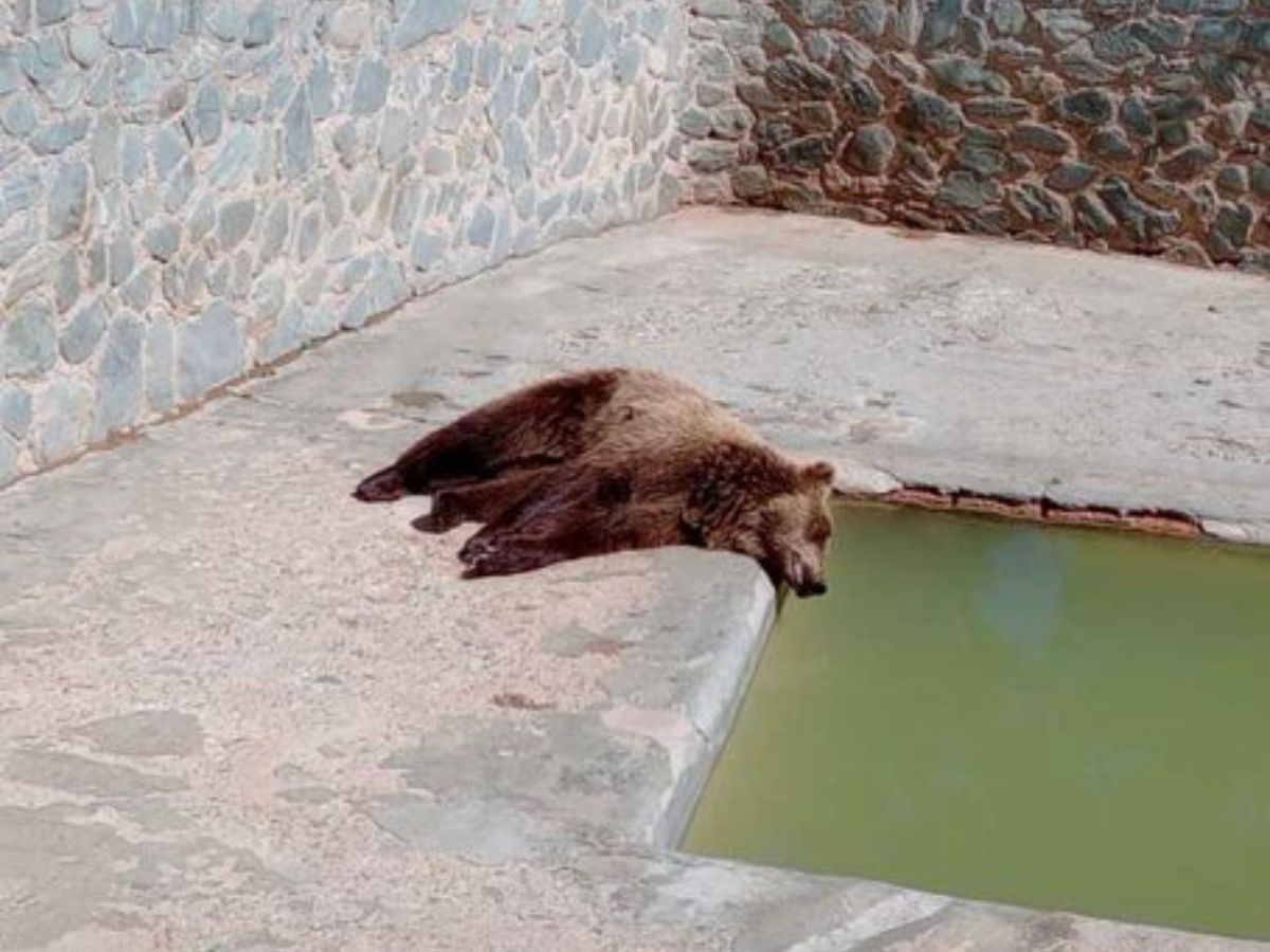 Zoologico de San Pedro de Colalao