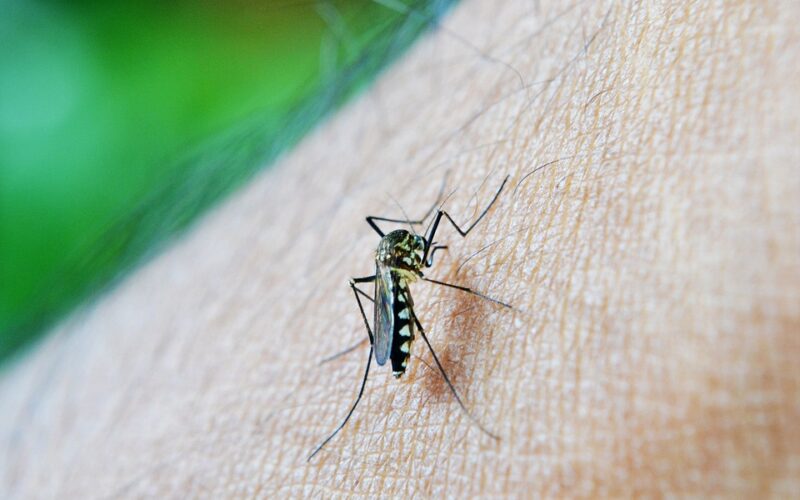 mosquito 213805 960 720