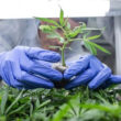 Cannabis medicinal