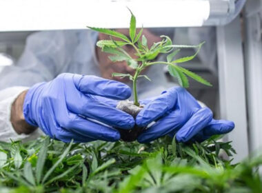 Cannabis medicinal